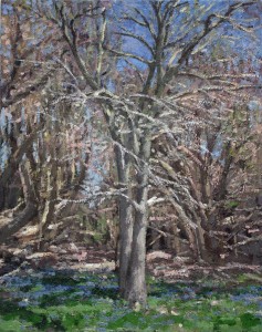 Walnut with Bluebells, 30x24 oil on panel 2014