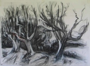 Dying Birch Trees,Norton Island, charcoal, 22x30 inches 2007